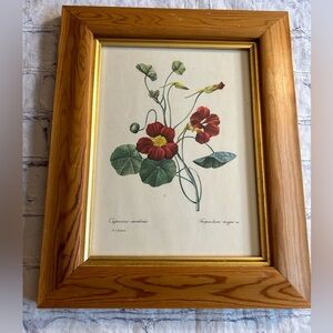 FRAMED BOTANICAL PRINT OF GARDEN NASTURTIUM BY PIERRE-JOSEPH REDOUTE ENGLAND
